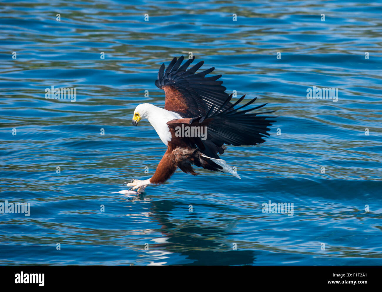 Afrikanischen Adler (Haliaeetus Vocifer) Jagd Fisch, Cape Maclear, Lake Malawi, Malawi, Afrika Stockfoto