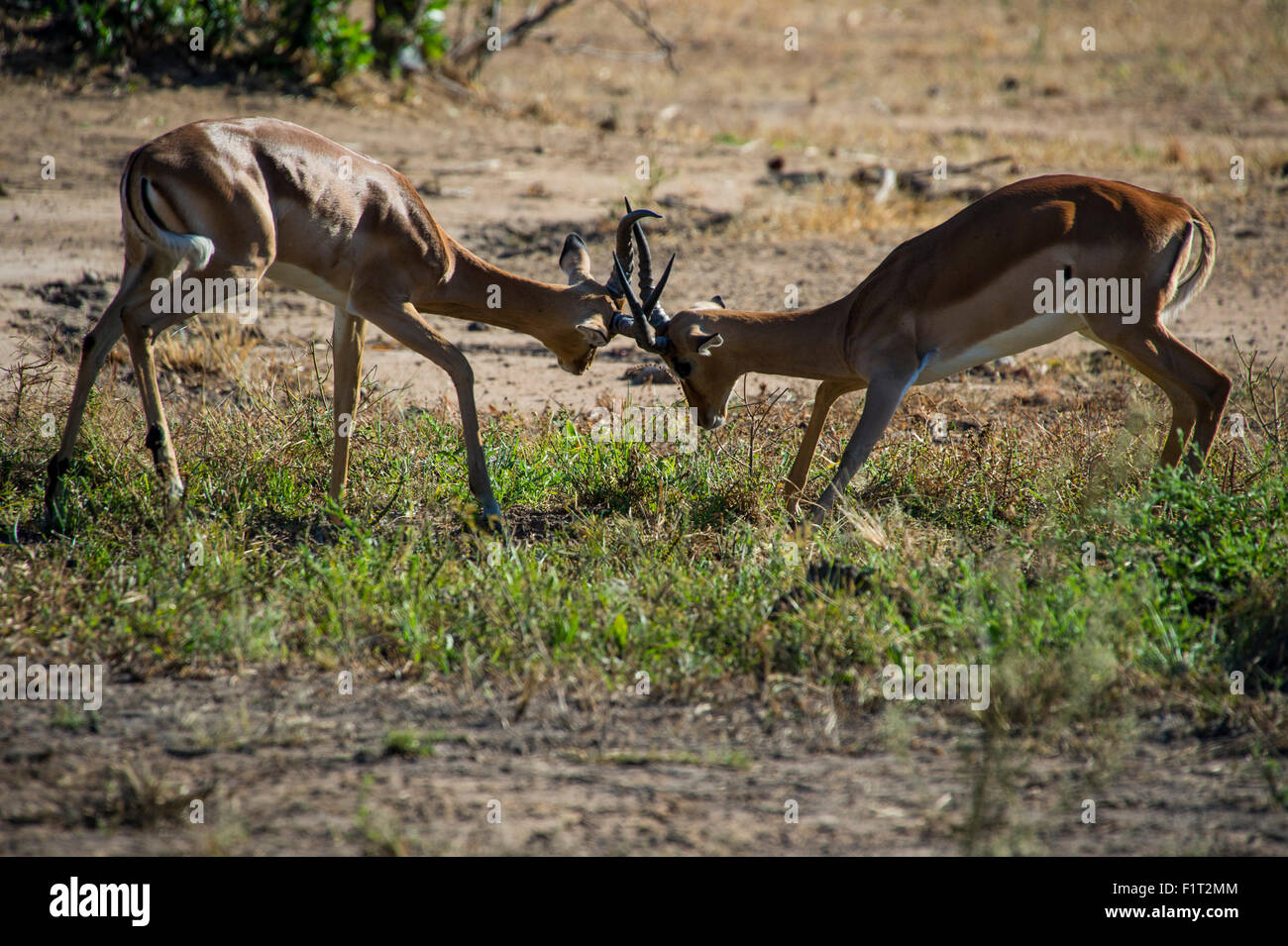 Impala (Aepyceros Melampus) Kämpfe im Liwonde Nationalpark, Malawi, Afrika Stockfoto