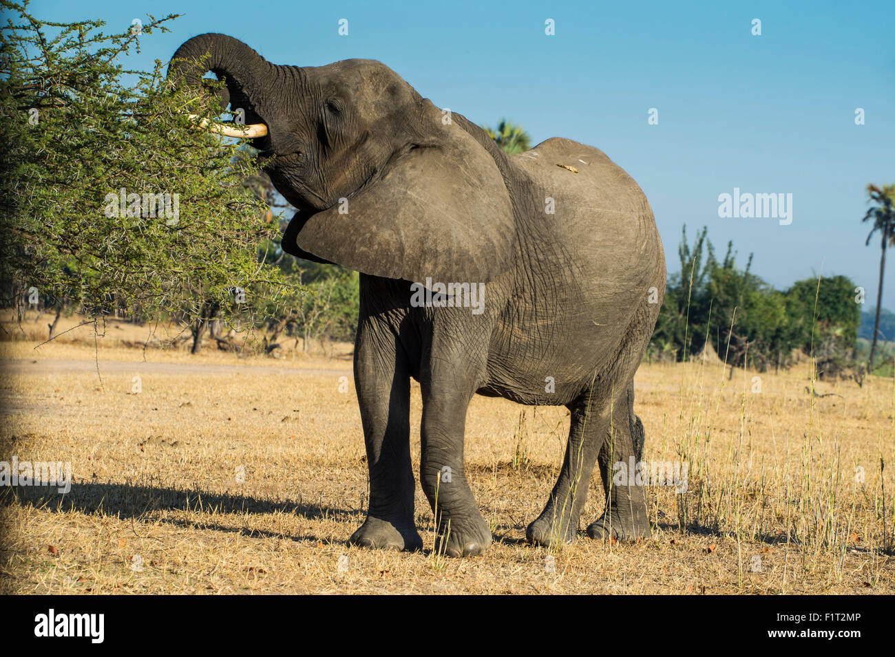 Afrikanischer Bush Elefant (Loxodonta Africana) Essen aus einem Baum, Liwonde Nationalpark, Malawi, Afrika Stockfoto