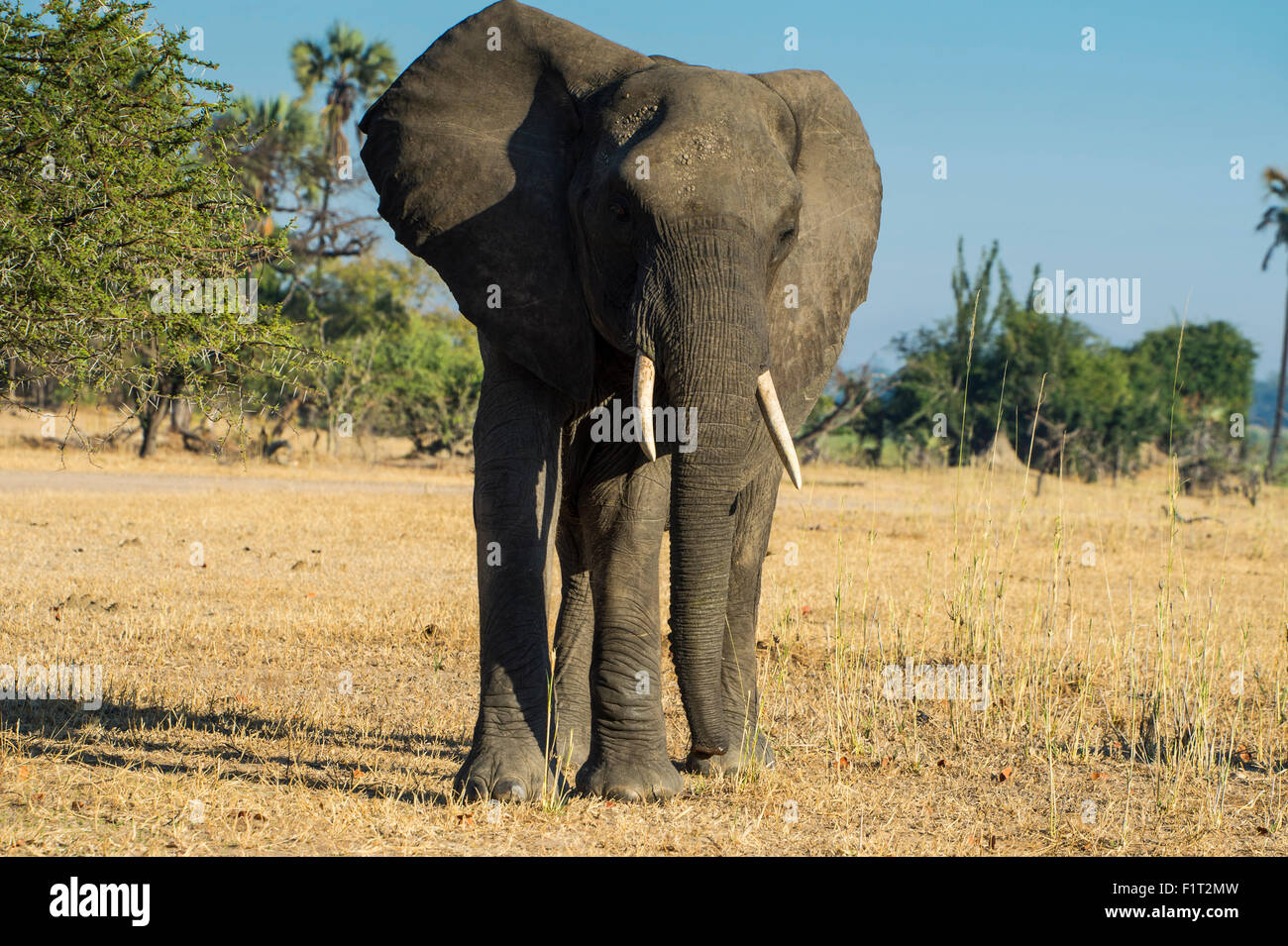 Afrikanischer Bush Elefant (Loxodonta Africana), Liwonde Nationalpark, Malawi, Afrika Stockfoto