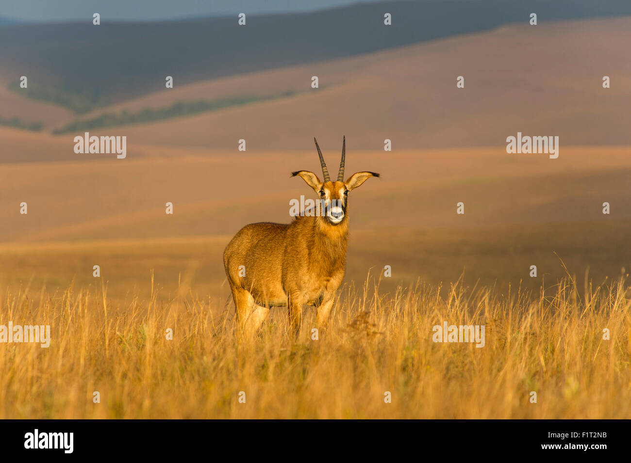 Roan Antilope (Hippotragus Spitzfußhaltung), Nyika Nationalpark, Malawi, Afrika Stockfoto