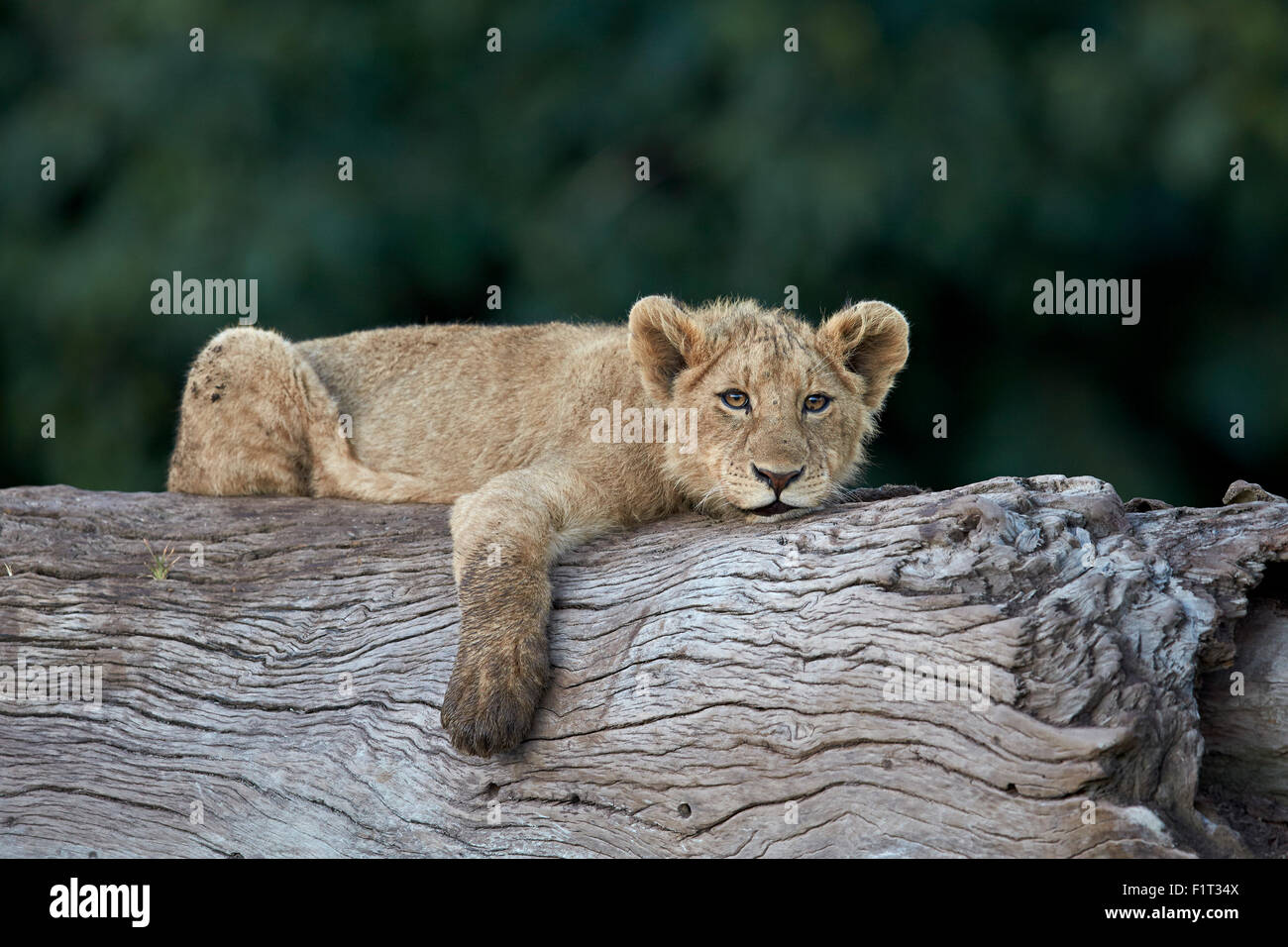 Löwe (Panthera Leo) Cub auf einem abgestürzten Baumstamm, Ngorongoro Crater, Afrika, Tansania, Ostafrika Stockfoto