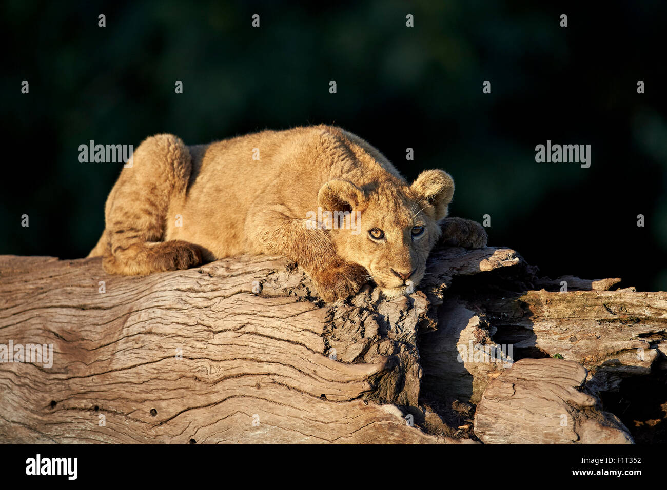 Löwe (Panthera Leo) Cub auf einem abgestürzten Baumstamm, Ngorongoro Crater, Afrika, Tansania, Ostafrika Stockfoto