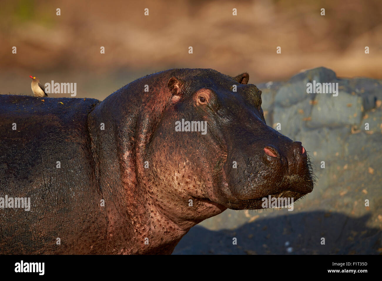 Flusspferd (Hippopotamus Amphibius) mit einem rot-billed Oxpecker (Buphagus Erythrorhynchus), Serengeti Nationalpark, Tansania Stockfoto