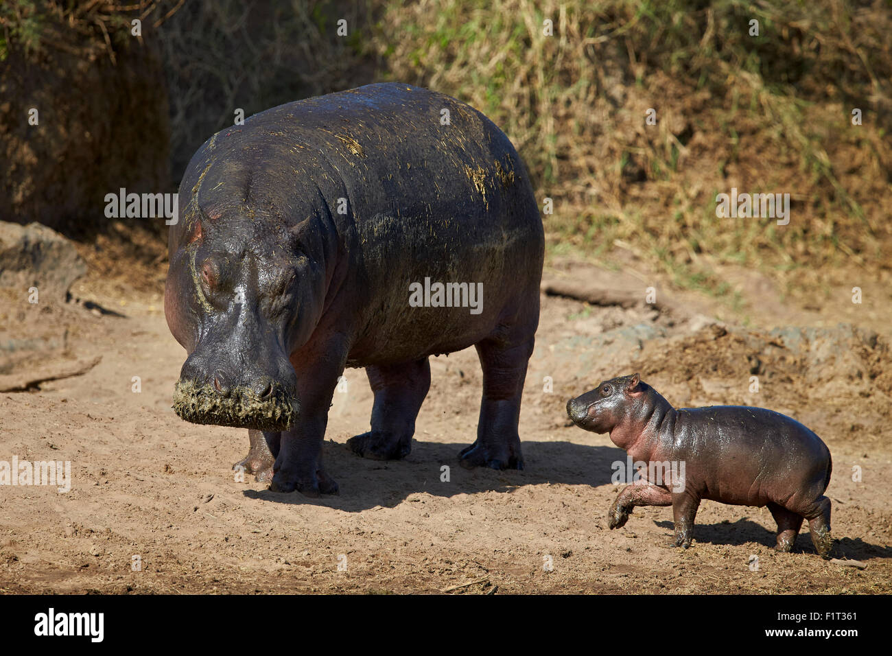 Flusspferd (Hippopotamus Amphibius) Mutter und Baby aus dem Wasser, Serengeti Nationalpark, Tansania, Ostafrika, Afrika Stockfoto