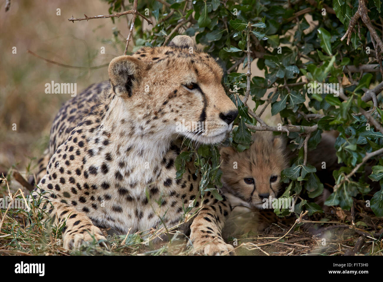 Gepard (Acinonyx Jubatus) Mutter und junges, etwa einen Monat alt, Serengeti Nationalpark, Tansania, Ostafrika, Afrika Stockfoto