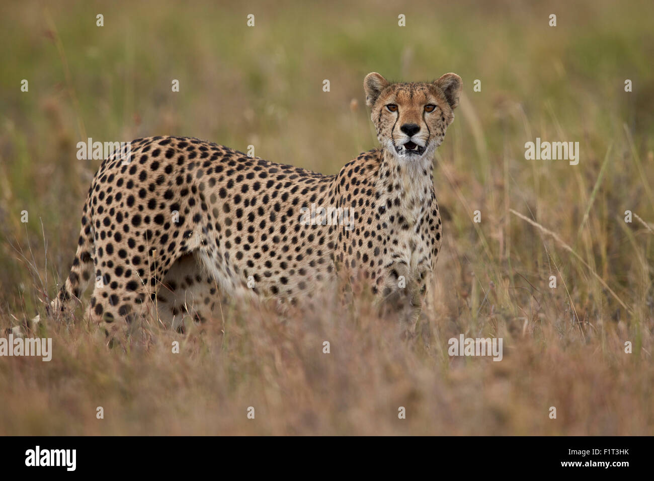 Gepard (Acinonyx Jubatus), Serengeti Nationalpark, Tansania, Ostafrika, Afrika Stockfoto