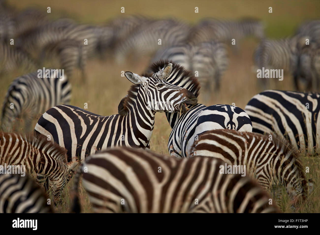 Gemeinsamen Zebra (Ebenen Zebra) (Burchell Zebr) (Equus Burchelli) Herde, Serengeti Nationalpark, Tansania, Ostafrika, Afrika Stockfoto