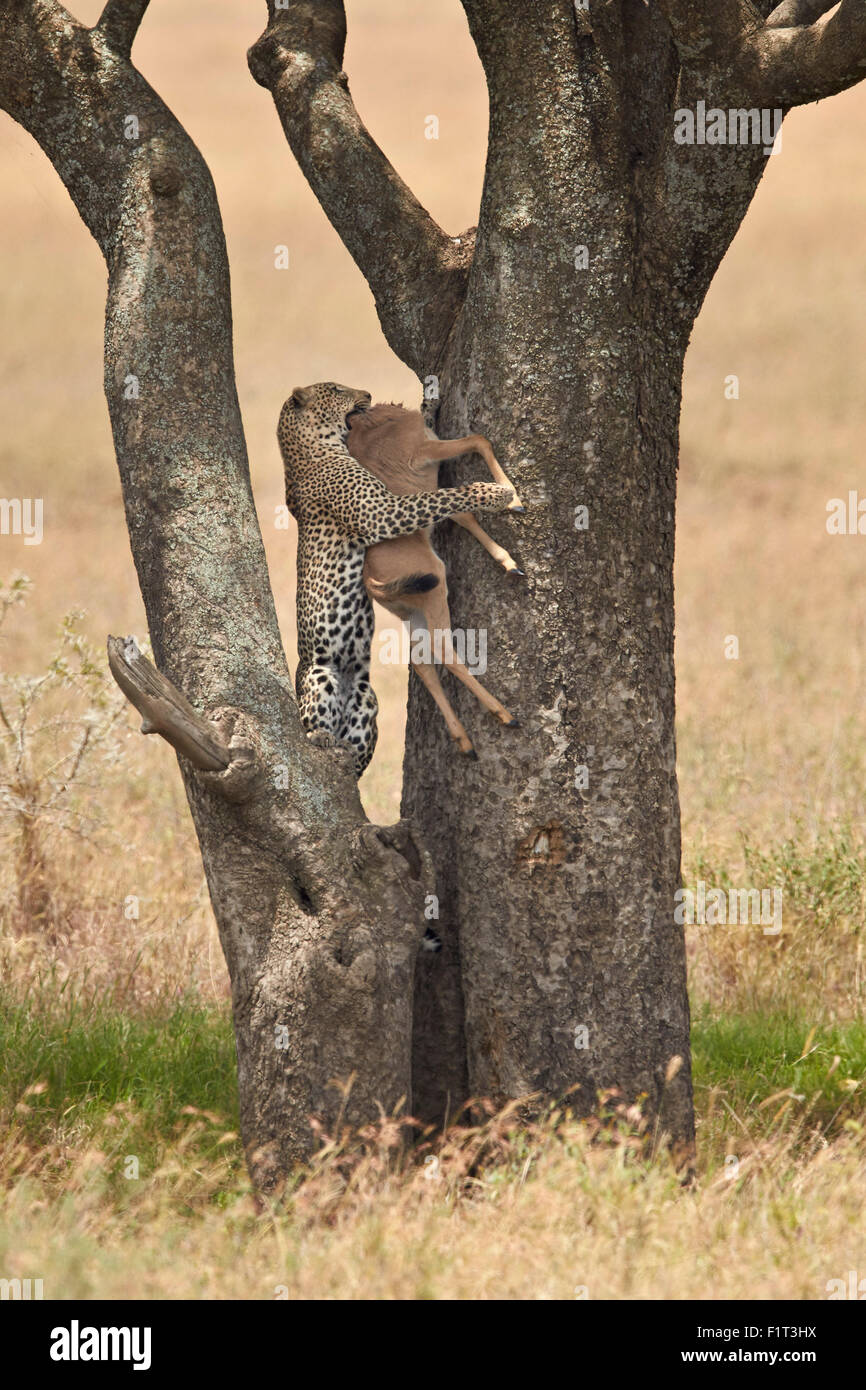 Leopard (Panthera Pardus) tragen eine Kalb Tage alten Streifengnu (gestromt Gnu) auf einen Baum, Serengeti Nationalpark, Tansania Stockfoto