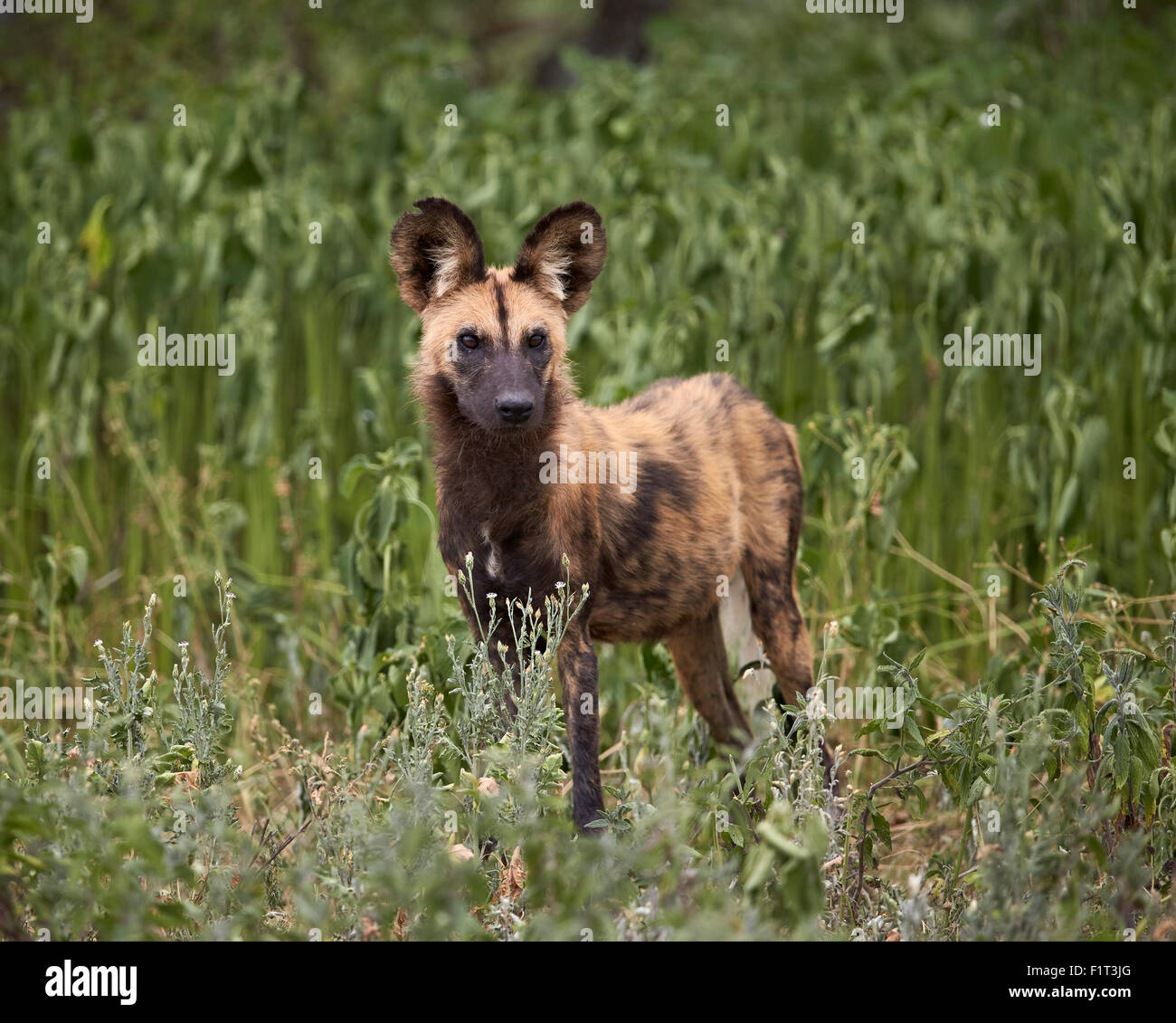 Afrikanischer wilder Hund (African Jagd Hund) (Cape Jagdhund) (LYKAON Pictus), Ngorongoro Conservation Area, Serengeti, Tansania Stockfoto
