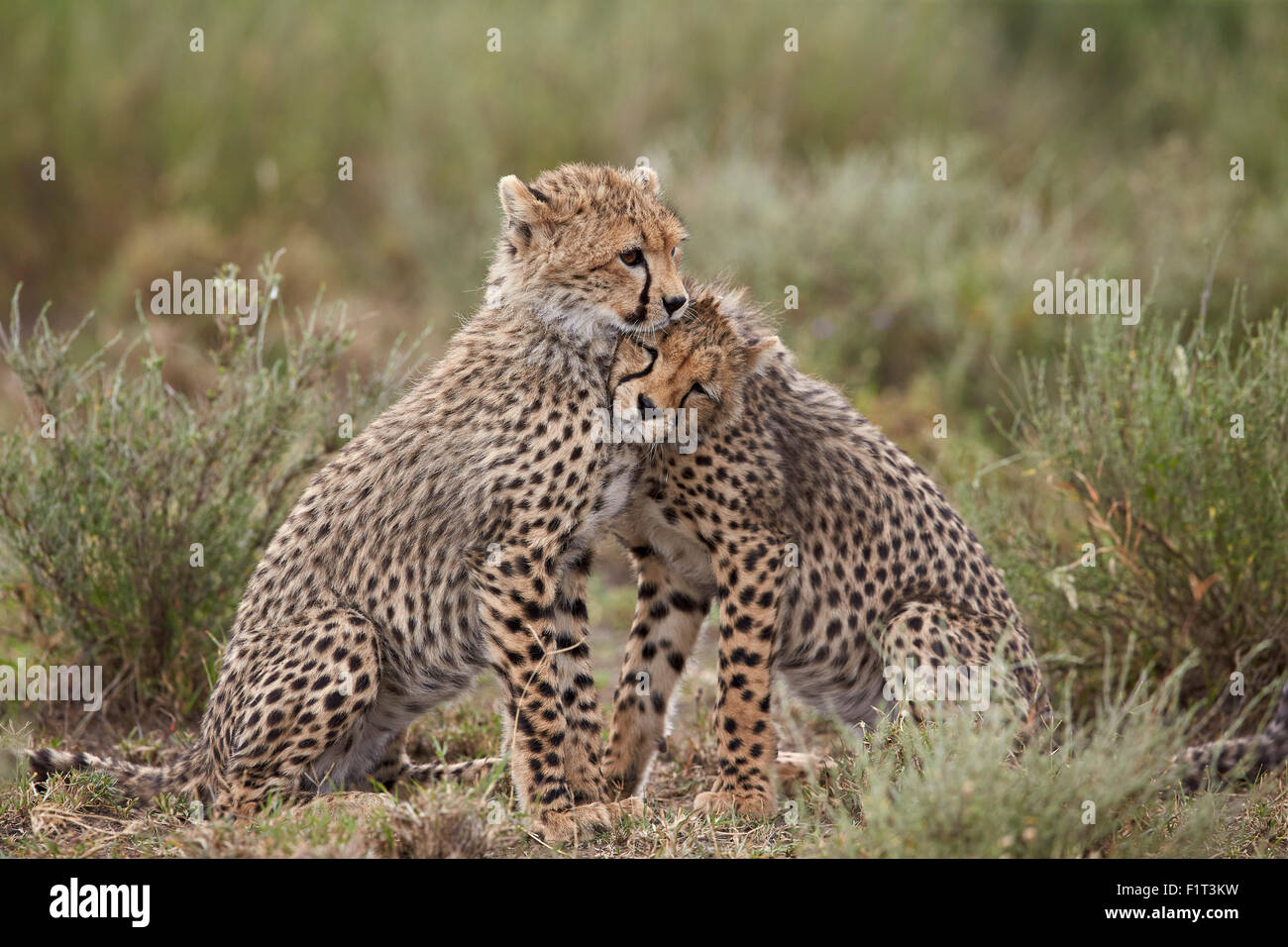 Gepard (Acinonyx Jubatus) jungen, Serengeti Nationalpark, Tansania, Ostafrika, Afrika Stockfoto