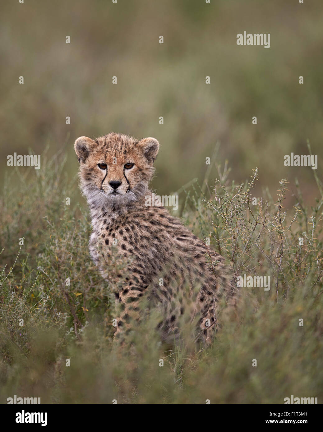 Gepard (Acinonyx Jubatus) Cub, Serengeti Nationalpark, Tansania, Ostafrika, Afrika Stockfoto