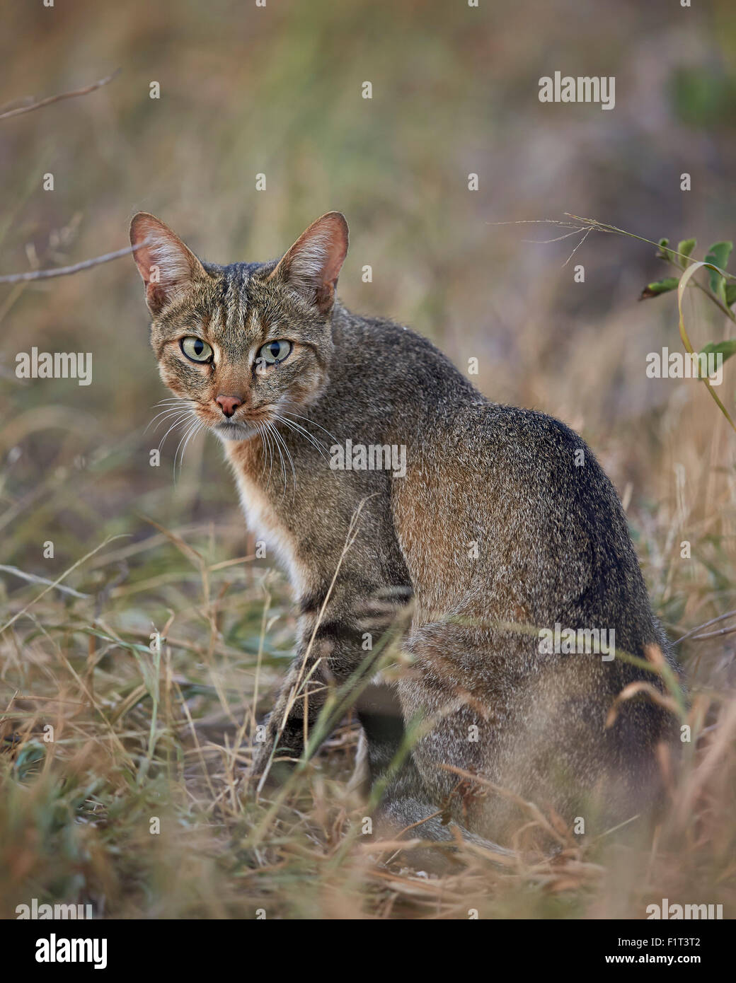 Afrikanische Wildkatze (Felis Silvestris Lybica), Krüger Nationalpark, Südafrika, Afrika Stockfoto