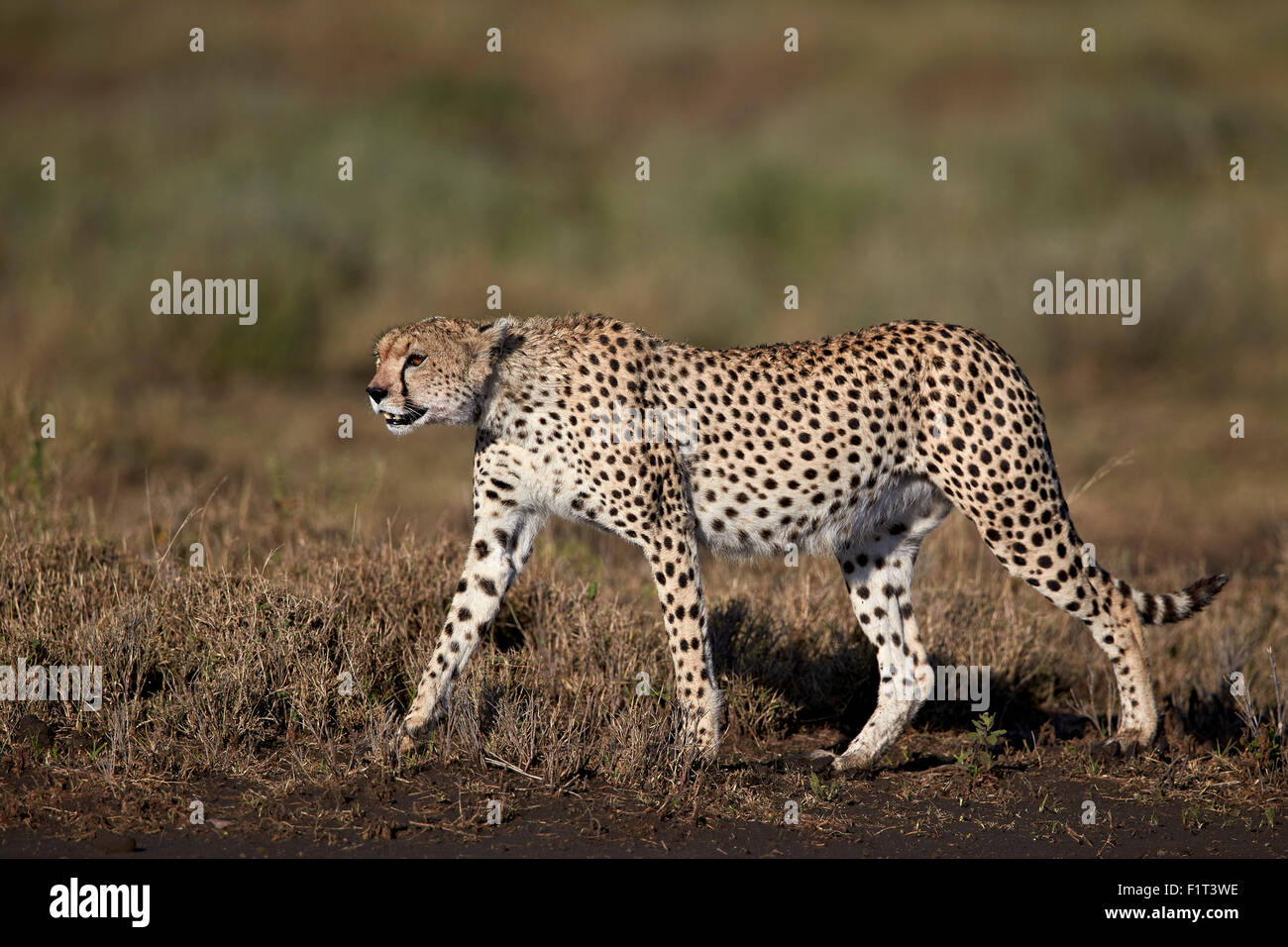 Gepard (Acinonyx Jubatus), Ngorongoro Conservation Area, UNESCO-Weltkulturerbe, Serengeti, Tansania, Ostafrika, Afrika Stockfoto