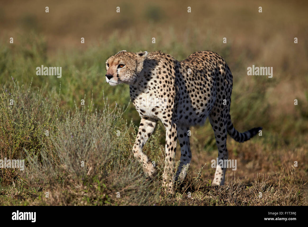 Gepard (Acinonyx Jubatus), Ngorongoro Conservation Area, UNESCO-Weltkulturerbe, Serengeti, Tansania, Ostafrika, Afrika Stockfoto