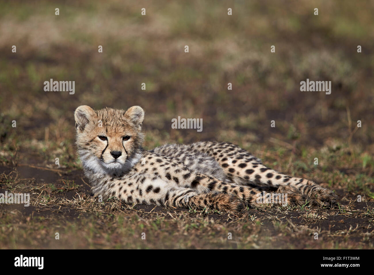 Gepard (Acinonyx Jubatus) Cub, UNESCO-Weltkulturerbe, Ngorongoro Conservation Area, Serengeti, Tansania, Ostafrika Stockfoto