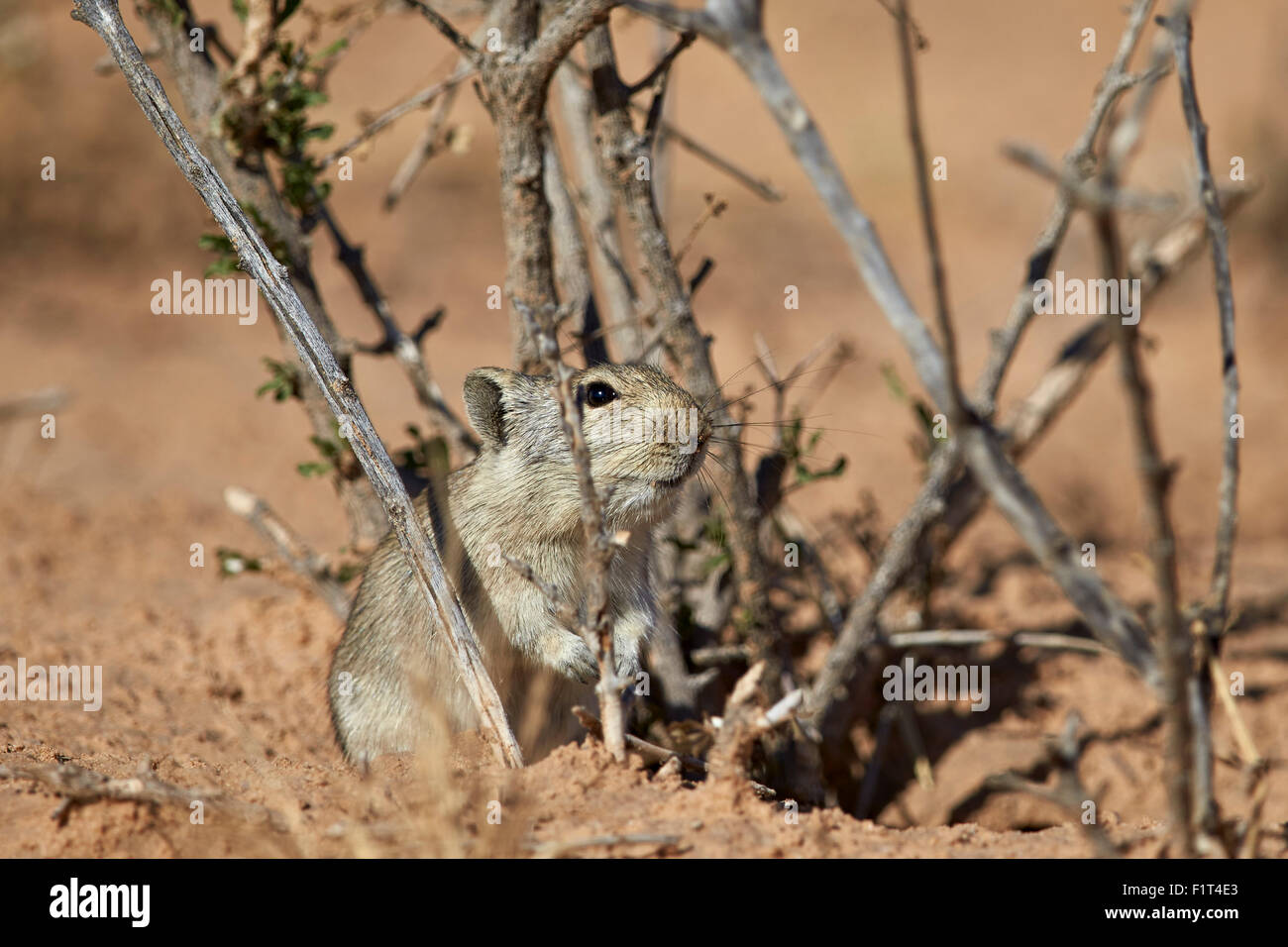Brant ist Ratte (Parotomys Brantsii), Pfeifen Kgalagadi Transfrontier Park, Südafrika Stockfoto