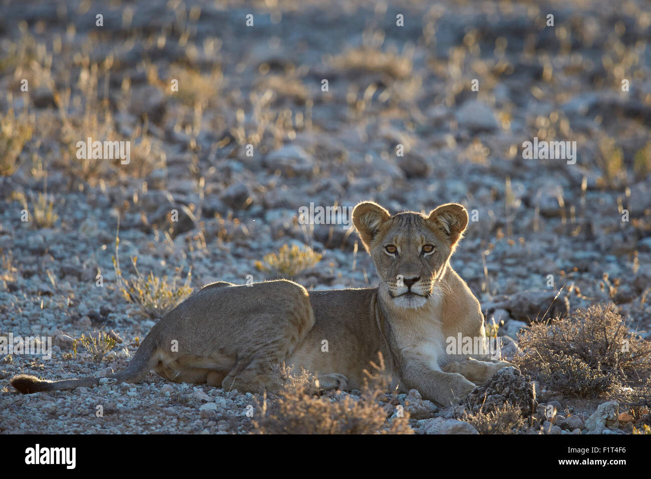 Löwe (Panthera Leo), unreif, Kgalagadi Transfrontier Park umfasst das ehemalige Kalahari Gemsbok National Park in Südafrika Stockfoto