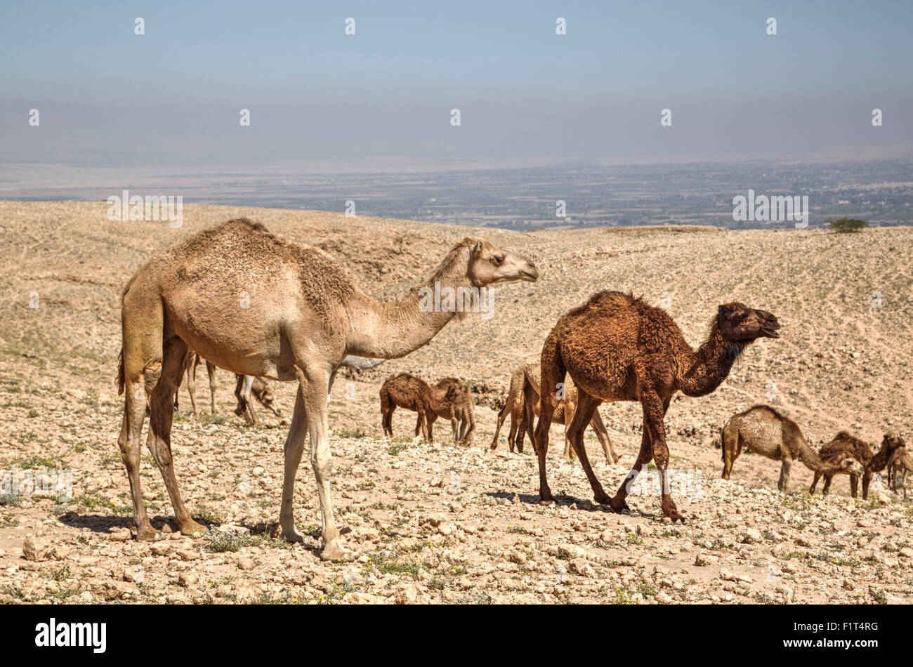 Kamele in der Nähe von Toten Meer, Jordanien, Naher Osten Stockfoto