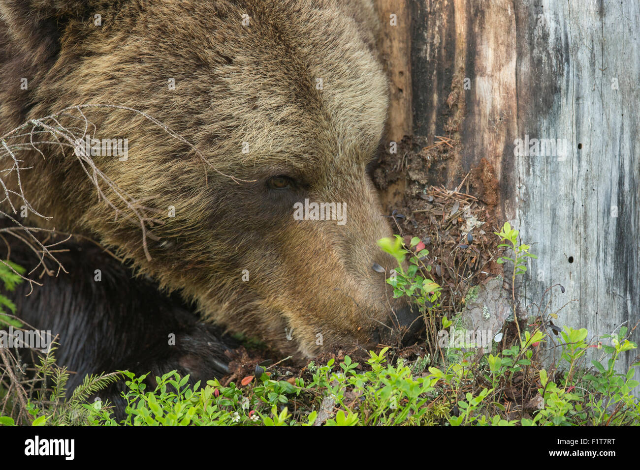 Europäischer Braunbär Ursus Arctos Arctos. Stockfoto