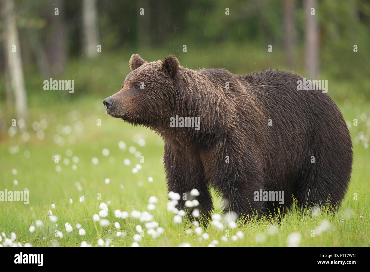 Europäischer Braunbär Ursus Arctos Arctos. Stockfoto
