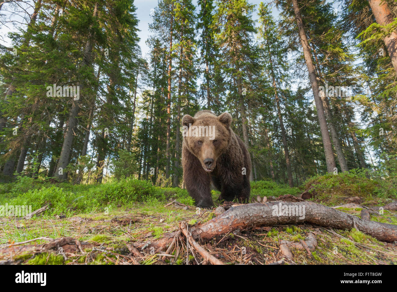 Europäischer Braunbär Ursus Arctos Arctos. Stockfoto