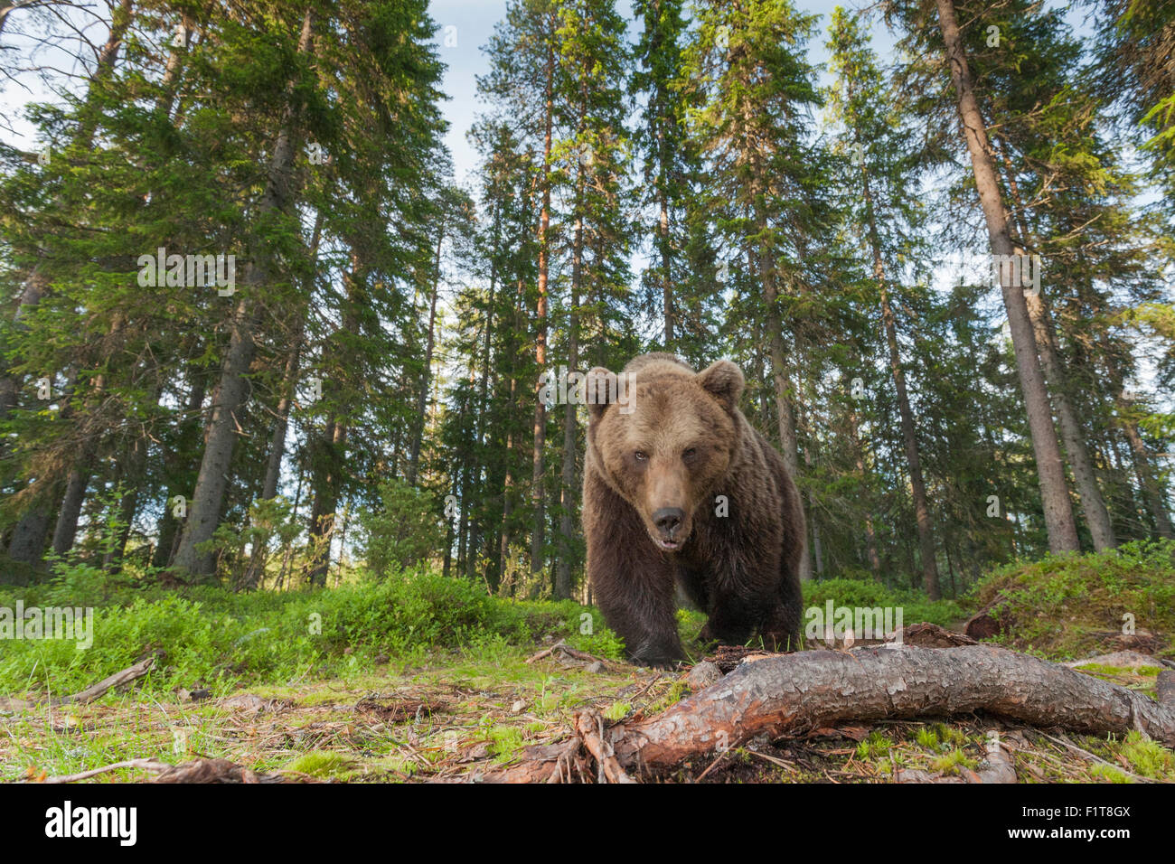 Europäischer Braunbär Ursus Arctos Arctos. Stockfoto