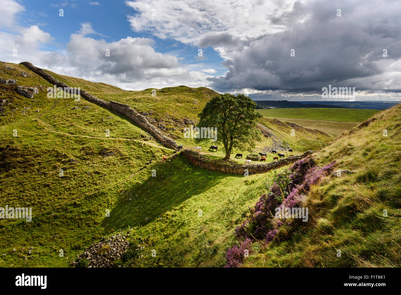 Sycamore Gap auf dem Hadrianswall in einem der dramatischen Landschaften in Northumberland National Park Stockfoto