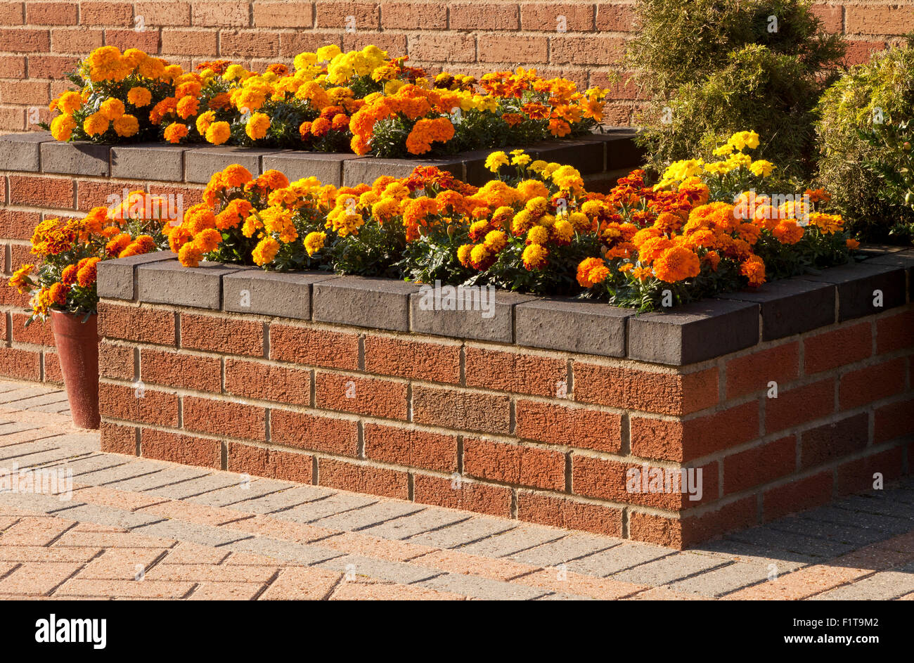 Angehoben Blumenbeet auf einer Terrasse mit Töpfen in Norfolk, England, UK Stockfoto