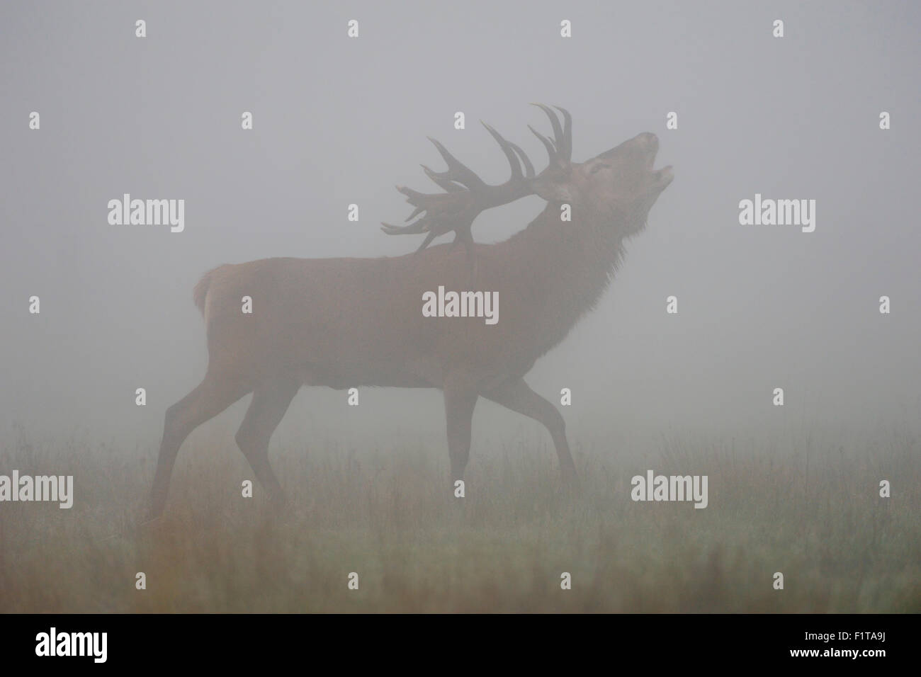 Rothirsch / Rothirsch (Cervus Elaphus) Hirsch, belling, im Nebel, Nebel, während der Brunftzeit im Herbst Saison. Stockfoto