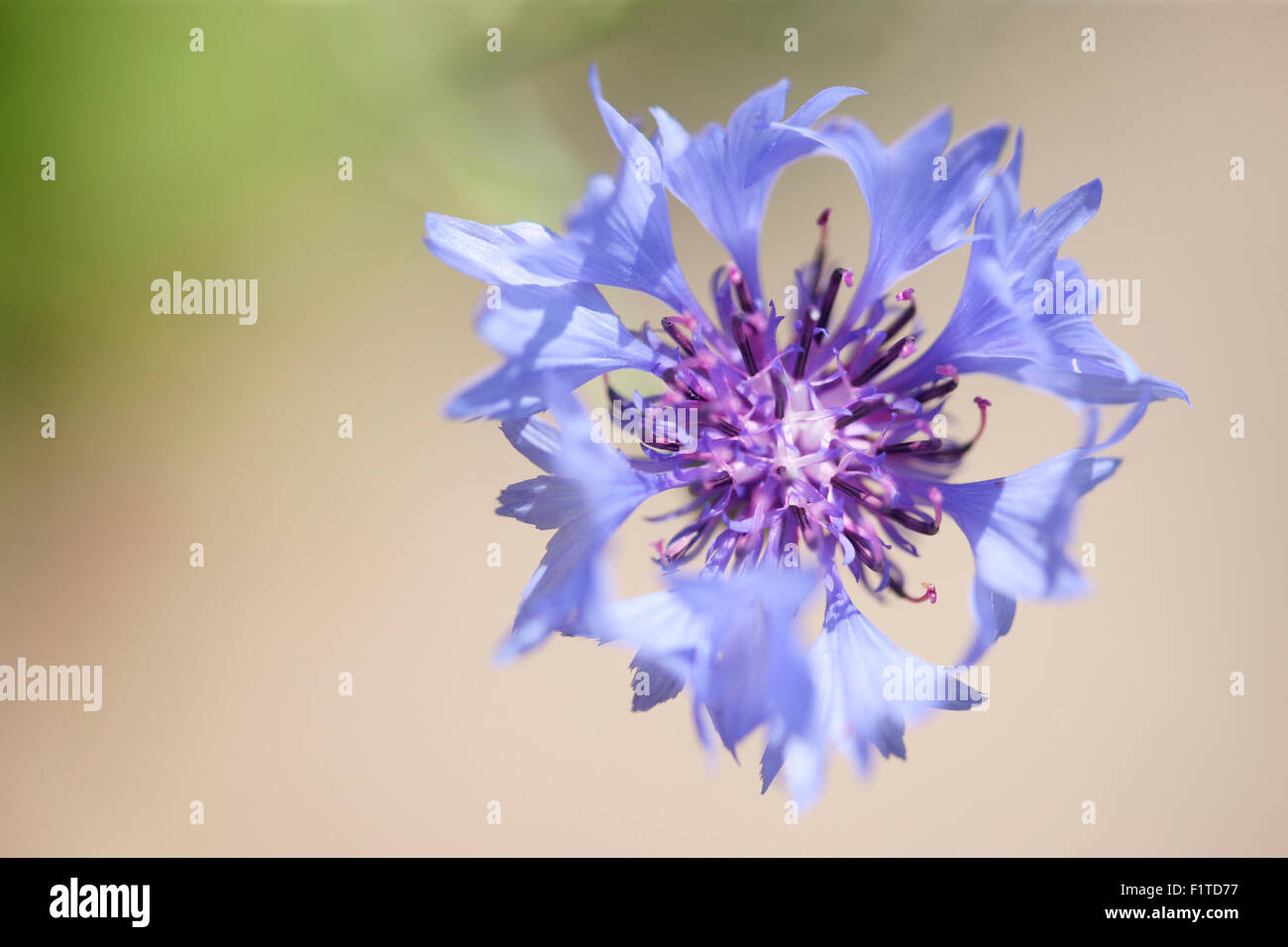 blaue Kornblume, charmante Sommer Wildblumen Jane Ann Butler Fotografie JABP1354 Stockfoto