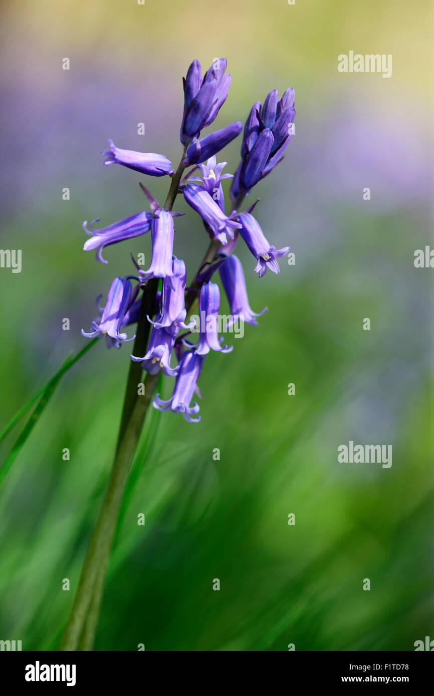 wunderbare Glockenblumen Frühjahr blühende Favorit Jane Ann Butler Fotografie JABP1375 Stockfoto