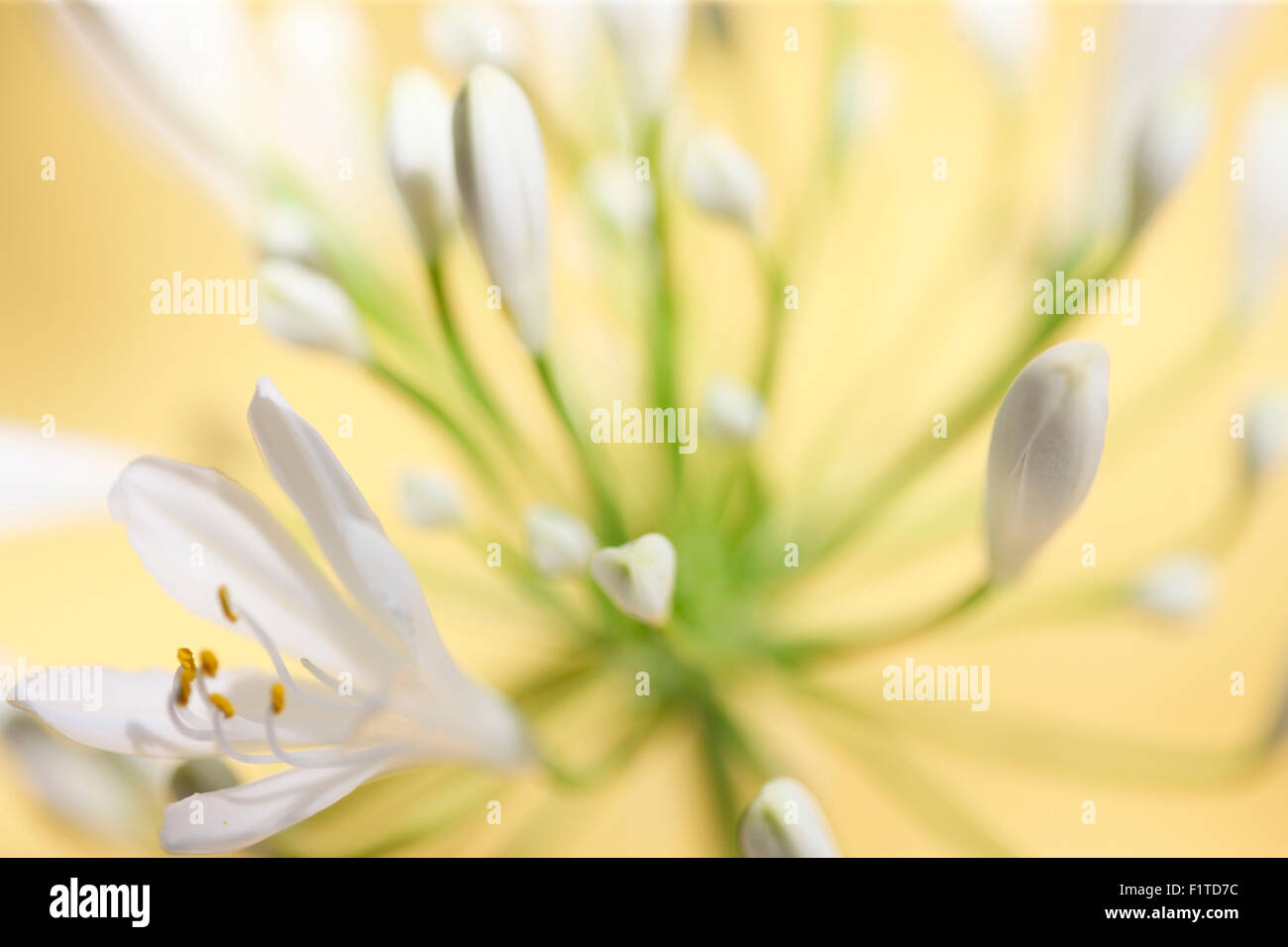 romantische Agapanthus, die Blume der Liebe Jane Ann Butler Fotografie JABP1089 Stockfoto