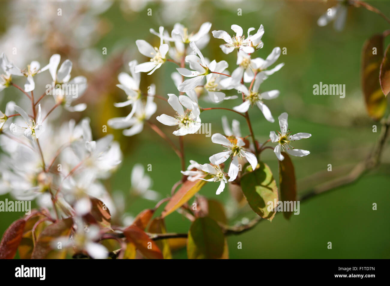 Elsbeere zarten weißen Blüten in der Frühlingssonne Jane Ann Butler Fotografie JABP1383 Stockfoto