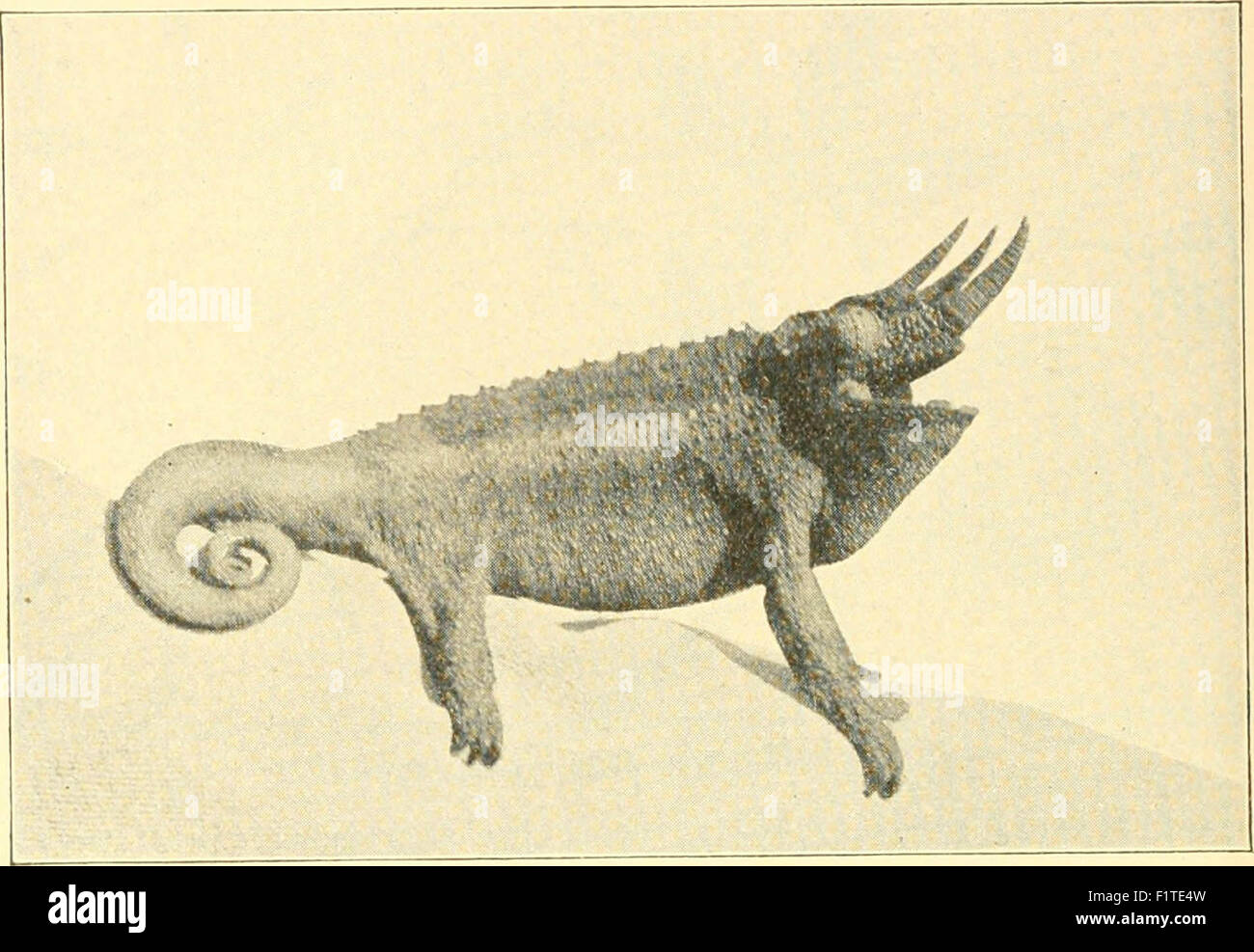 Elementarer Biologie; eine Einführung in die Wissenschaft des Lebens Stockfoto