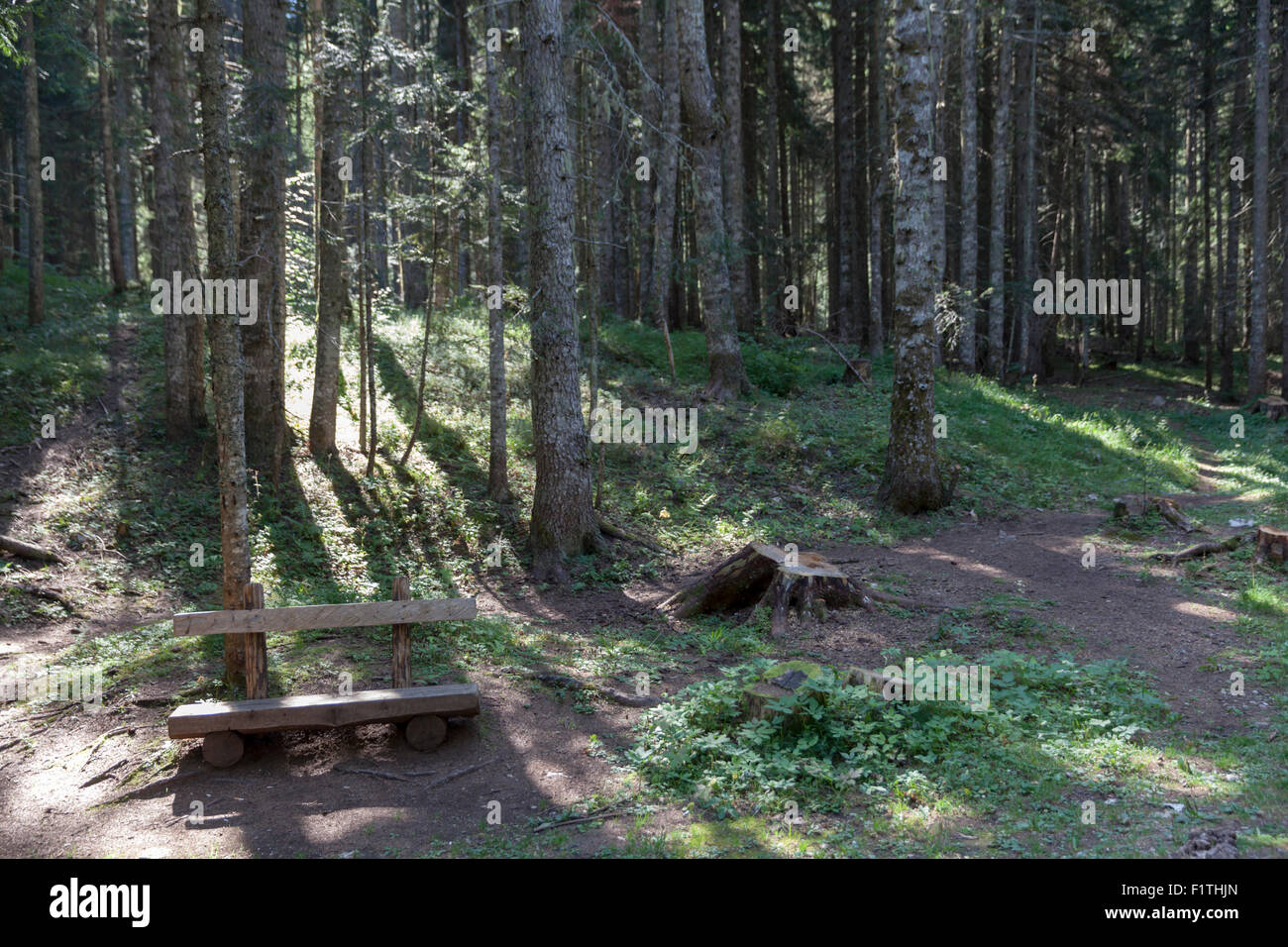 Holzbank in den grünen Wald Stockfoto