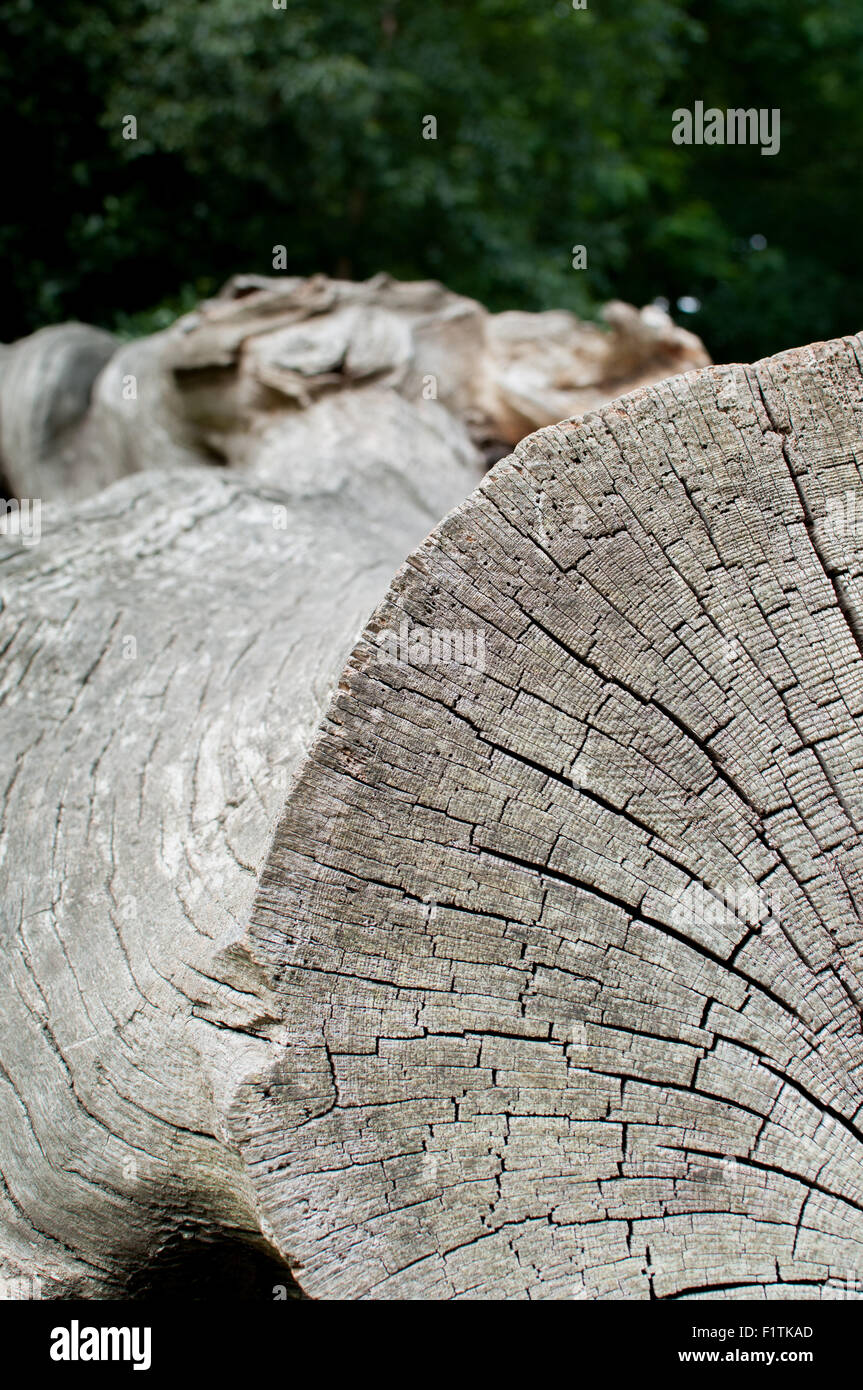 Nahaufnahme von Holz Textur auf einem gefallenen Baumstamm, Hochformat Stockfoto