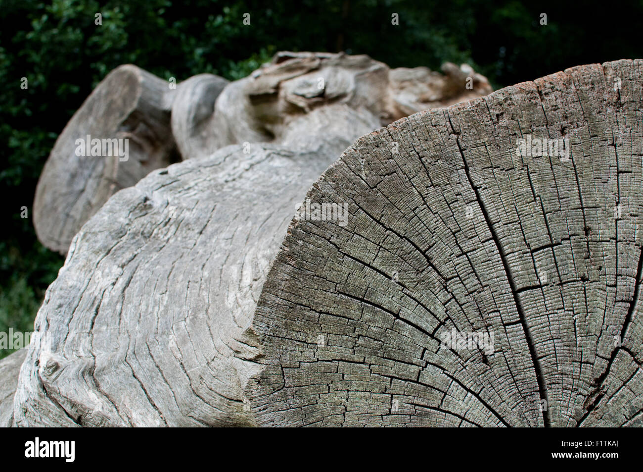 Nahaufnahme von Holz Textur auf einem gefallenen Baumstamm Stockfoto