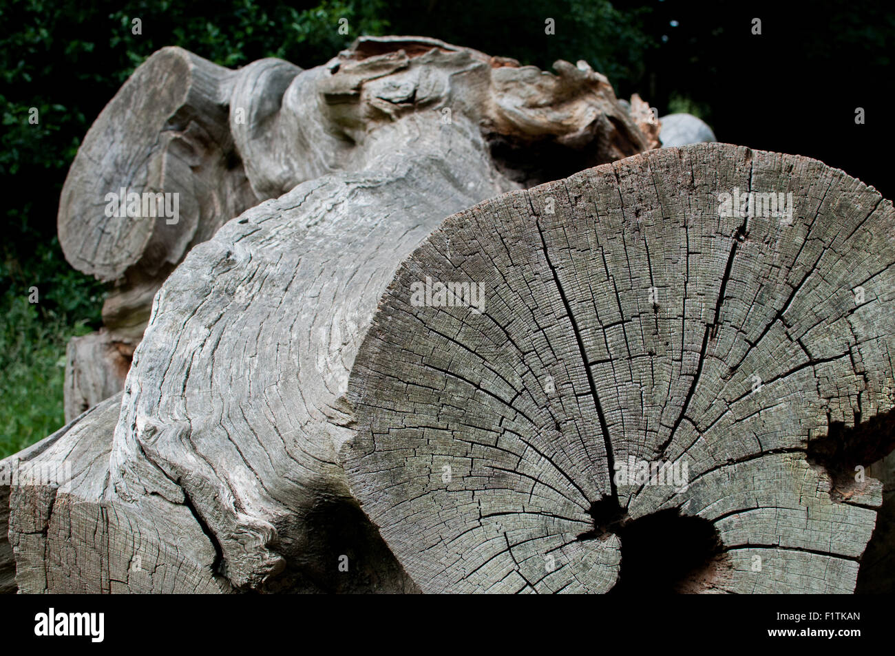 Nahaufnahme von Holz Textur auf einem gefallenen Baumstamm Stockfoto