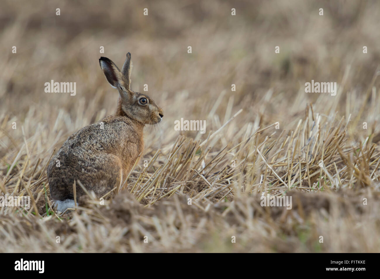Aufmerksame braune Hare / Europäische Hasen / Feldhase (Lepus Europaeus) sitzen in einem Stoppelfeld Feld geerntet. Stockfoto