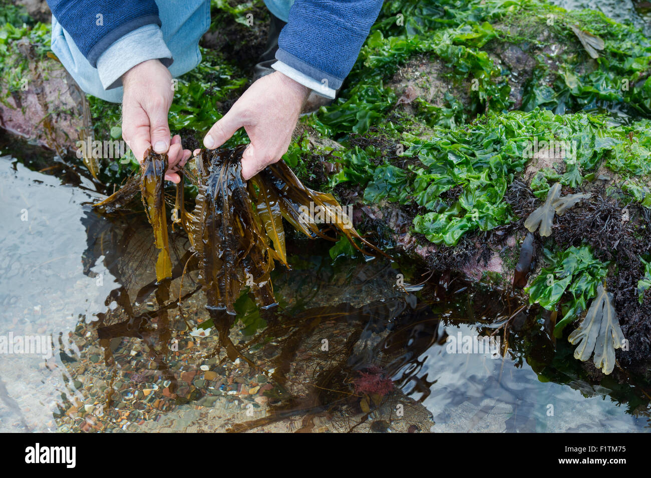 Saccharina Latissima. Mann Futtersuche Algen / Seetang Zucker an der Küste von Northumberland. UK Stockfoto