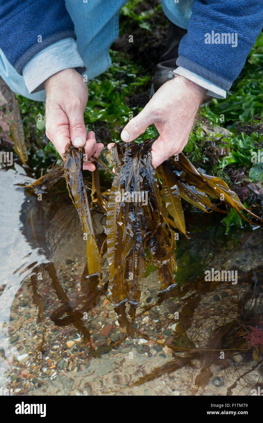 Saccharina Latissima. Mann Futtersuche Algen / Seetang Zucker an der Küste von Northumberland. UK Stockfoto