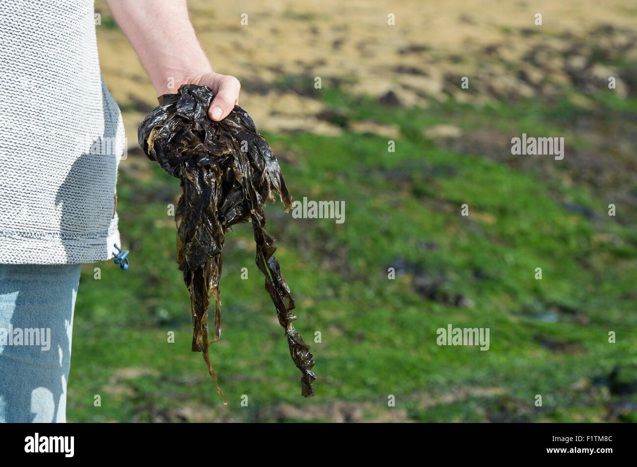 Palmaria Palmata. Mann Futtersuche Algen / Rotalgen an der Küste von Northumberland. UK Stockfoto