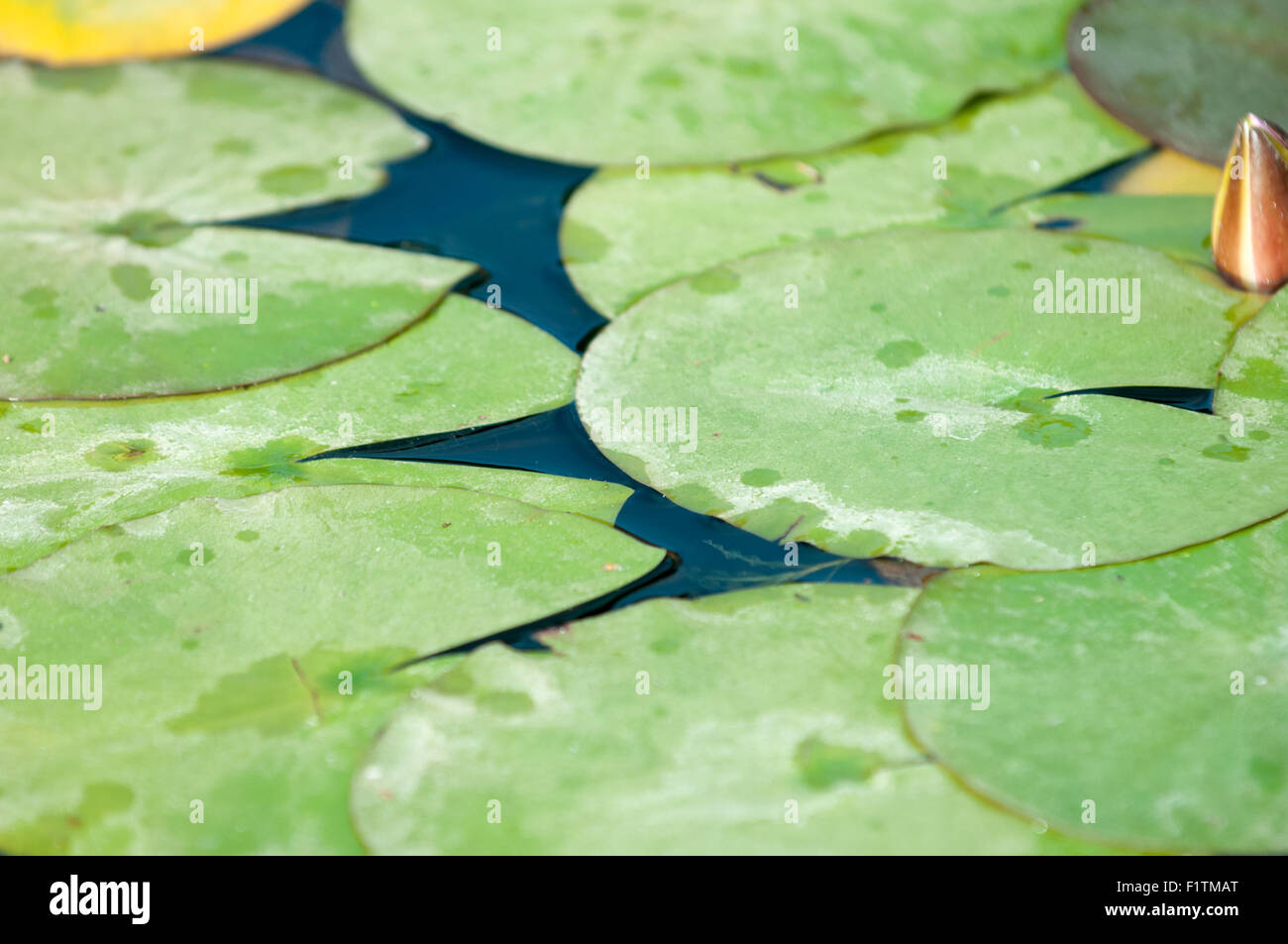 Nahaufnahme eines grünen Seerosen auf einem Teich Stockfoto