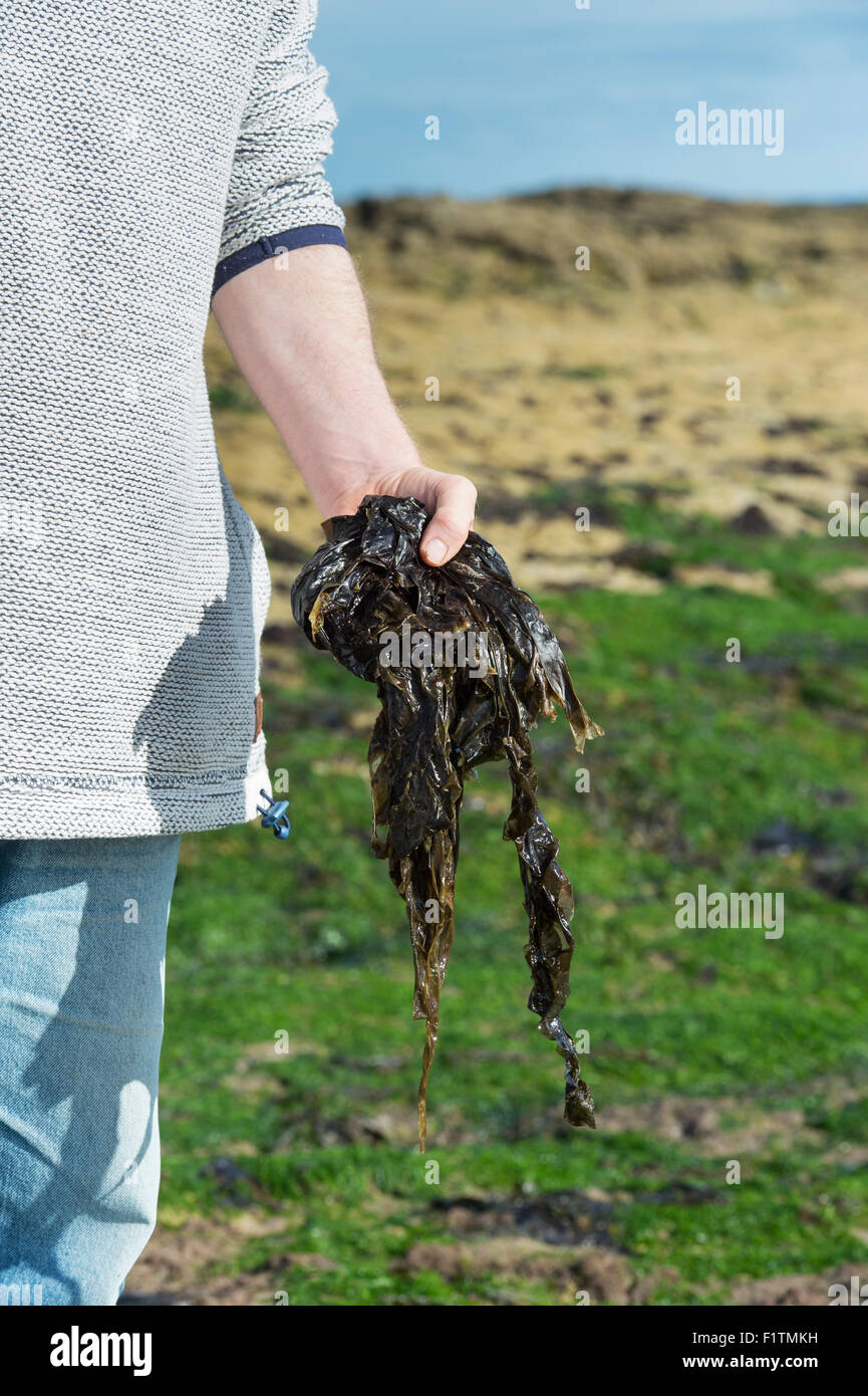 Palmaria Palmata. Mann Futtersuche Algen / Rotalgen an der Küste von Northumberland. UK Stockfoto