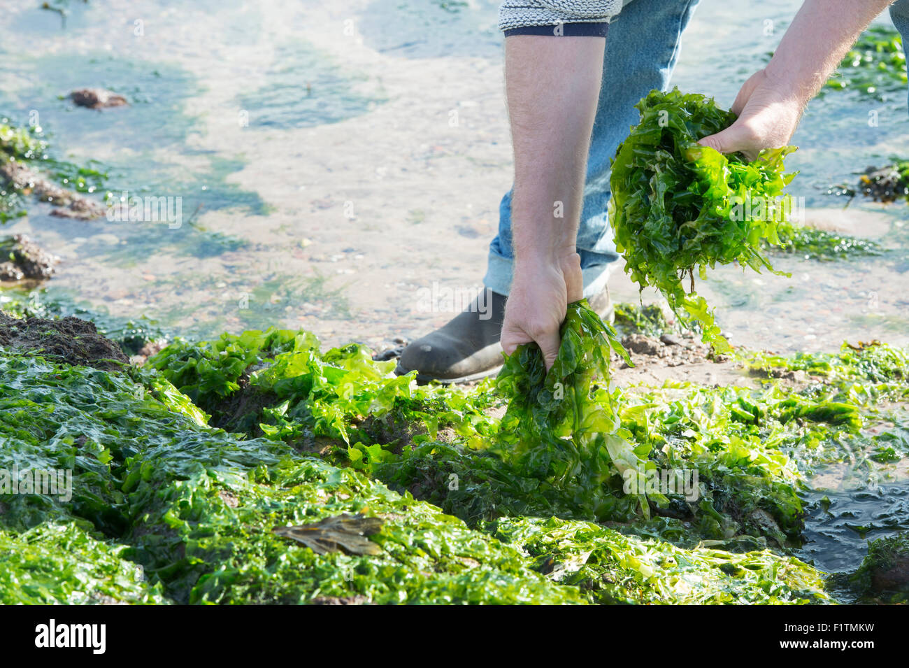 Ulva Lactuca. Mann Futtersuche Algen / Meeressalat an der Küste von Northumberland. UK Stockfoto