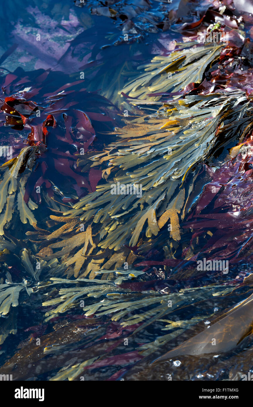 Fucus Serratus. Algen / Zahnriemen Wrack und Rotalgen an der Küste von Northumberland. UK Stockfoto