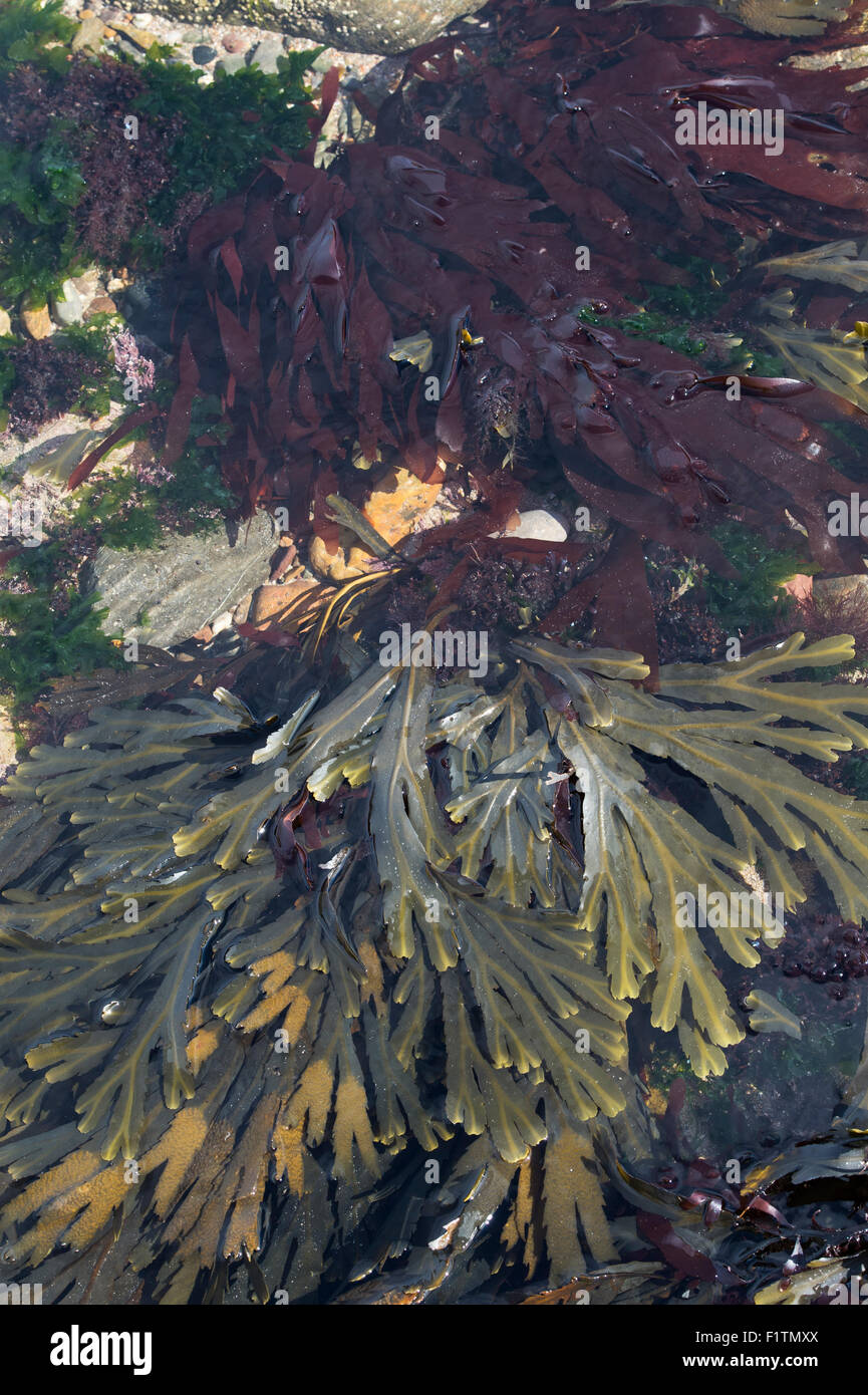 Fucus Serratus. Algen / Zahnriemen Wrack und Rotalgen an der Küste von Northumberland. UK Stockfoto