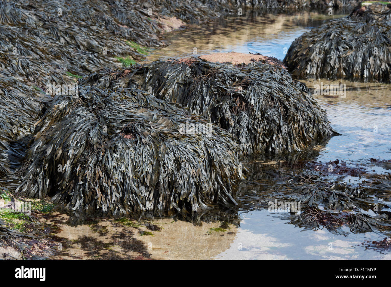 Fucus Serratus. Algen / Zahnriemen Wrack an der Küste von Northumberland. UK Stockfoto