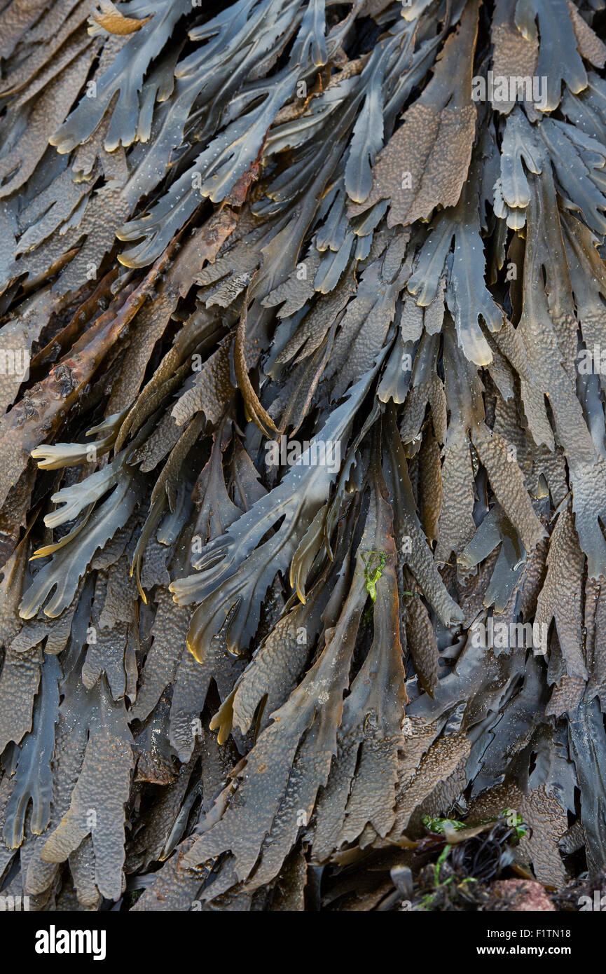 Fucus Serratus. Algen / Zahnriemen Wrack an der Küste von Northumberland. UK Stockfoto